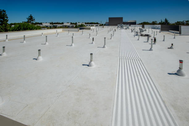 Best Roof Moss and Algae Removal  in Forest Park, OH
